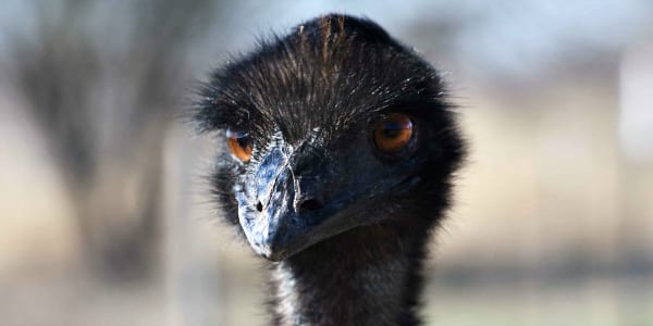 Image of Emu