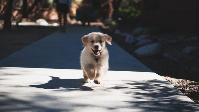 puppy on a sidewalk